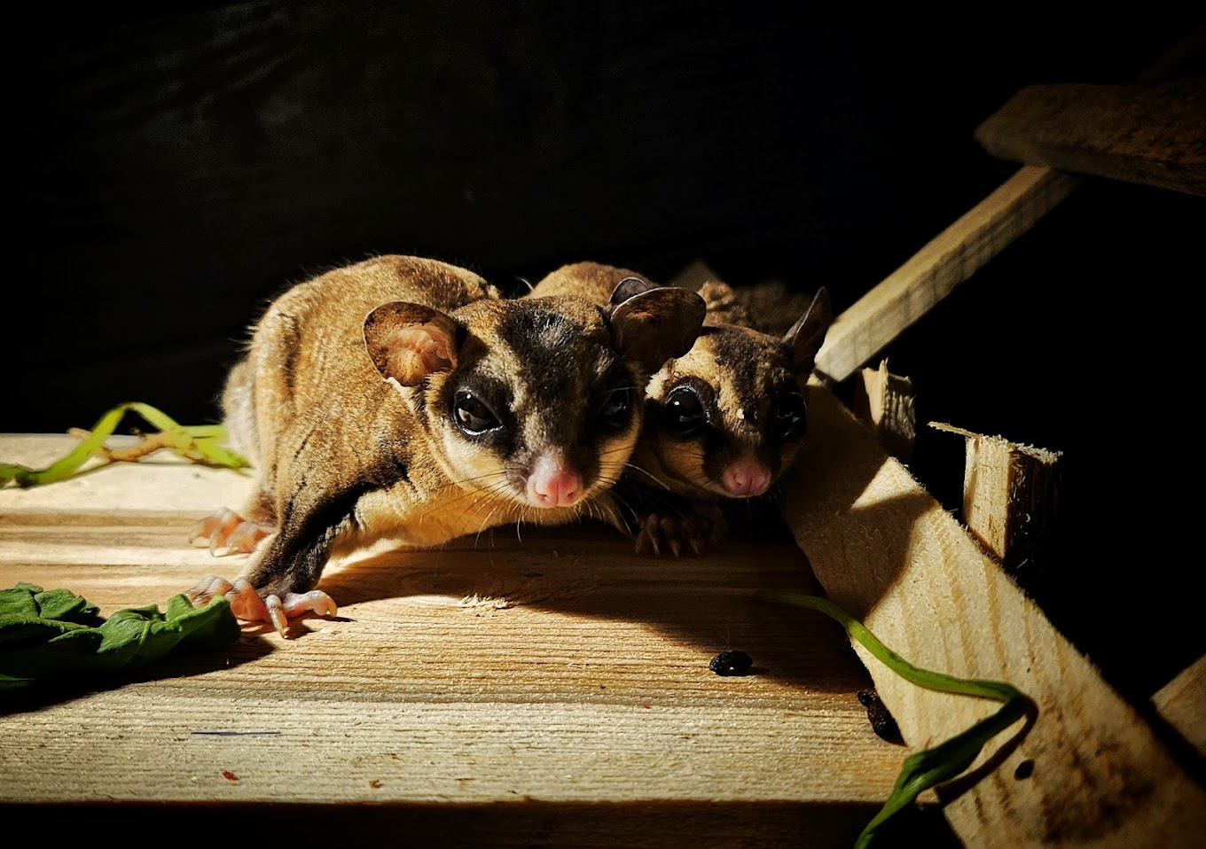 Two adorable sugar gliders cuddling together, showcasing their cute appearance