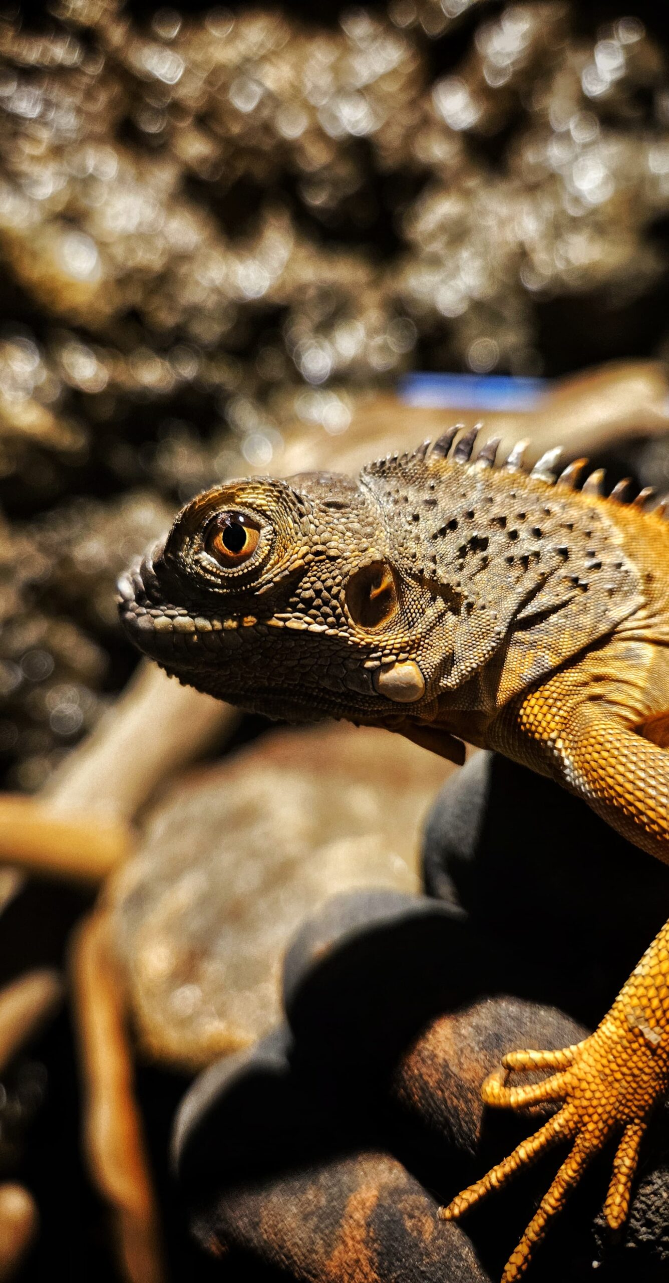 Artistic bokeh shot of a chameleon, highlighting its unique features