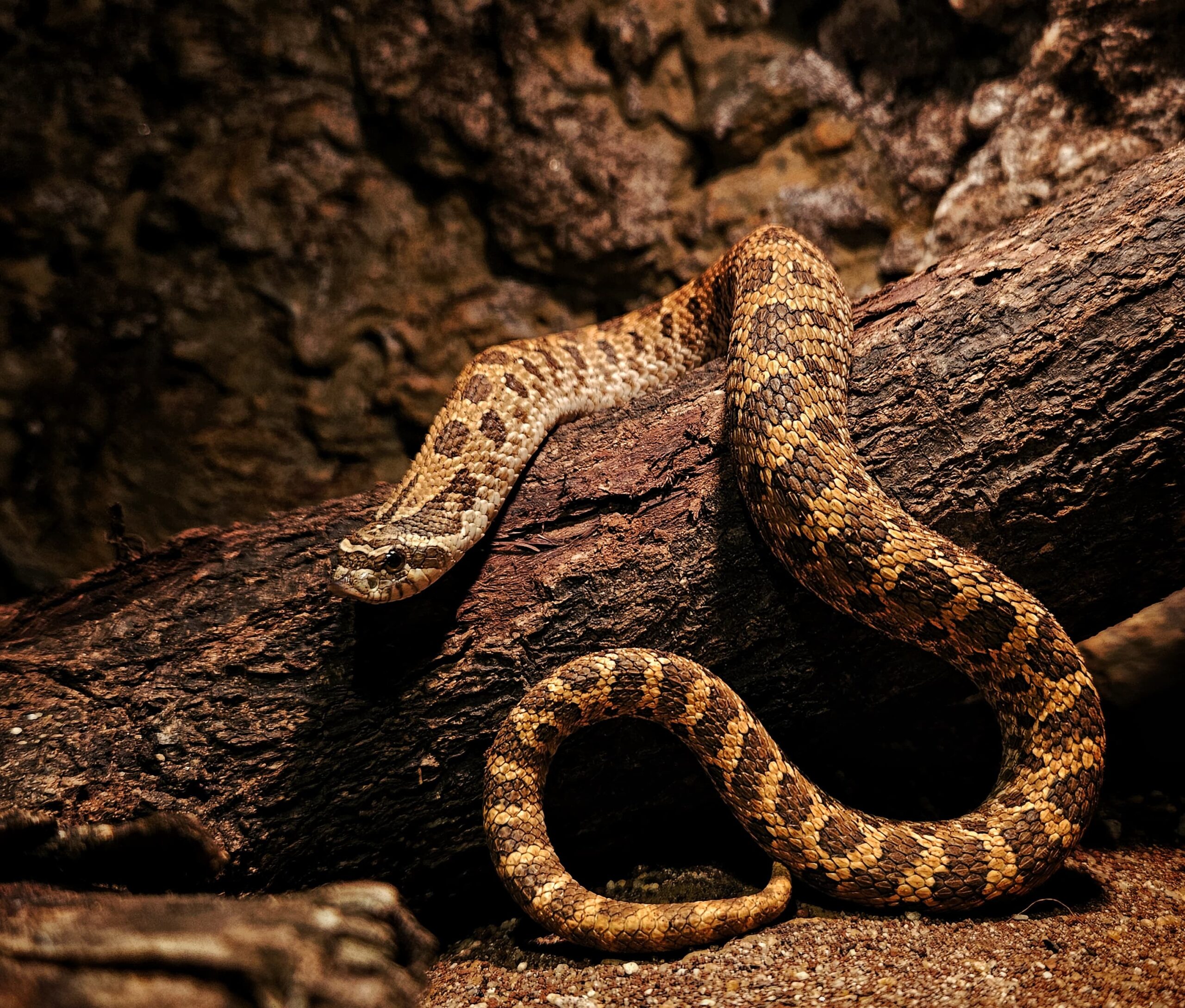 Close-up of a magnificent snake showcasing its scales and patterns at Kraken Habitat