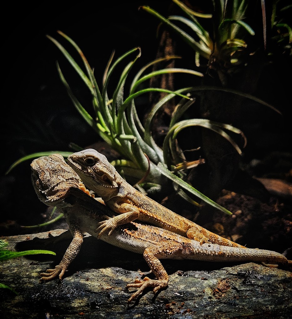 Wildlife Exploration